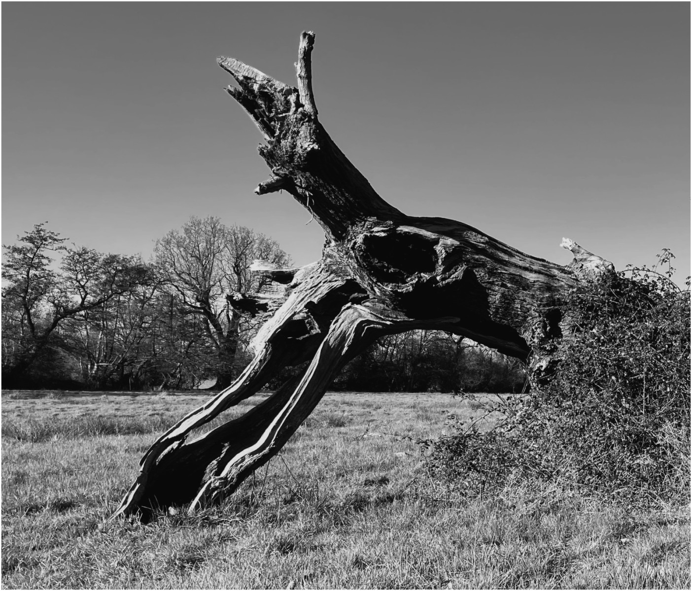 Ancient Herbivore - Harvey Perkins